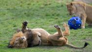 Lvi indičtí dostávají v těchto dnech nové enrichmentové prvky. Ovoněné míče plněné masem je zabaví na dlouhé chvíle. Foto: Petr Hamerník, Zoo Praha