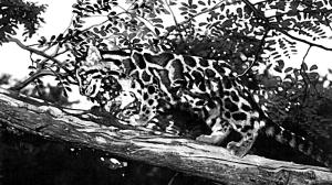 Clouded leopard