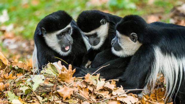 Podzim je ideálním obdobím pro návštěvu Zoo Praha. Hry s listím mohou návštěvníci pozorovat například u gueréz pláštíkových, které v něm hledají potravu. Foto: Petr Hamerník, Zoo Praha