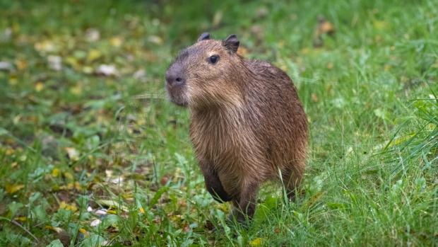 Kapybary připomínají svým vzezřením obrovská morčata. Návštěvníci Zoo Praha je zde spatří po deseti letech. Foto Oliver Le Que, Zoo Praha