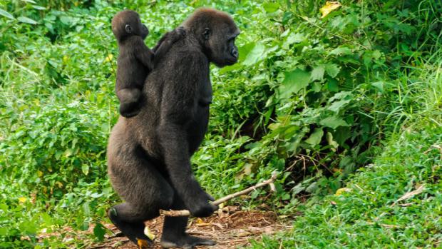 Přispět na ochranu goril a jejich přirozeného prostředí v Africe lze prostřednictvím Zoo Praha hned několika způsoby. Foto: Miroslav Bobek, Zoo Praha.