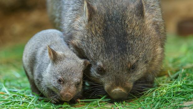 Aktuální mládě vombata je teprve druhým přírůstkem těchto podivuhodných vačnatců v Zoo Praha a současně i v Česku. Foto Petr Hamerník, Zoo Praha