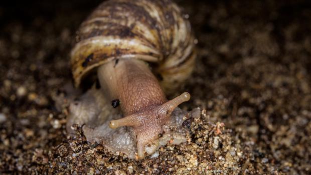 O víkendu mají nevidomí možnost se v Zoo Praha dotknout živých tvorů, a to například achatiny žravé. Foto: Petr Hamerník, Zoo Praha