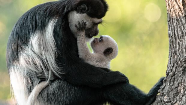 Gueréza pláštíková s mládětem. Foto: Petr Hamerník, Zoo Praha 