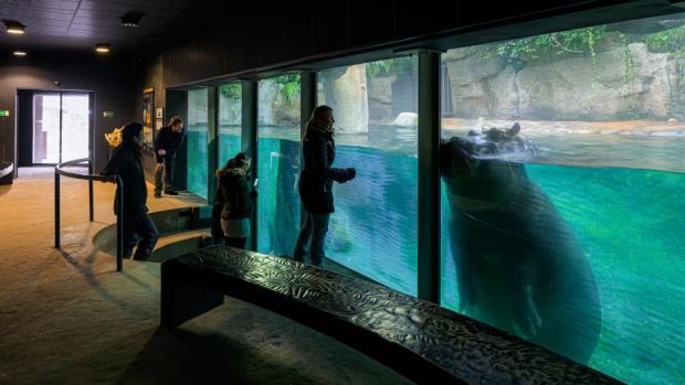 Z páru hrochů chovaných v Zoo Praha je to především devítiletý samec Tchéco, který zvídavě interaguje s návštěvníky. Foto Petr Hamerník, Zoo Praha