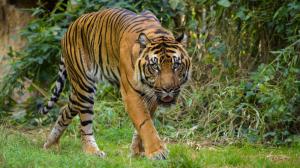 Foto: Petr Hamerník, Zoo Praha