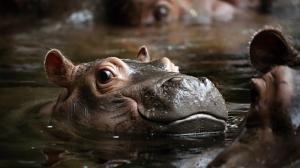 Vyberte jméno pro mládě hrocha obojživelného. Foto: Miroslav Bobek, Zoo Praha