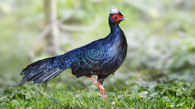 Bažant Edwardsův v Zoo Praha, Foto: Václav Šilha