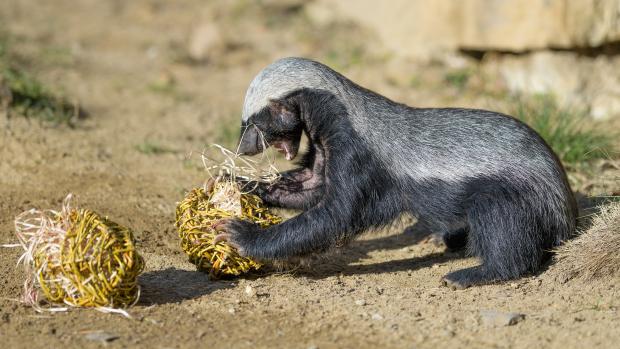 Medojed kapský si užívá proutěné koule naplněné dřevitou vlnou a kousky masa. Foto: Petr Hamerník, Zoo Praha.