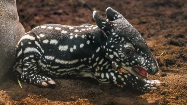 Zbarvení mláďat tapírů čabrakových je v hustém podrostu v přírodě výborným maskováním. Foto: Petr Hamerník, Zoo Praha 