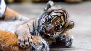 Samička tygra malajského Wanita ve věku šesti týdnů. Foto Miroslav Bobek