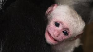 Zoo Praha se raduje z dalšího mláděte guerézy pláštíkové. Narodilo se v úterý ráno. Foto: Vít Lukáš, Zoo Praha.