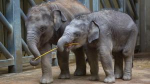 Slůňata Max (vlevo) a Rudi ve vnitřních prostorách Údolí slonů. Foto: Václav Šilha, Zoo Praha