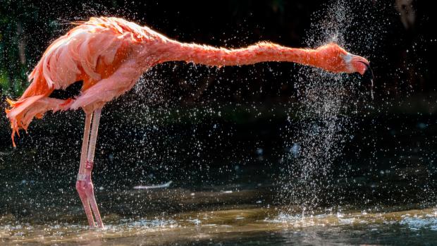Foto: Petr Hamerník, Zoo Praha