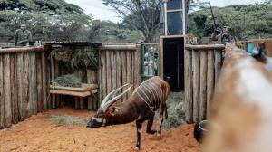 Vypouštění bongů v Keni po náročném transportu z Evropy. Foto Petr Topič, Safari Park Dvůr Králové