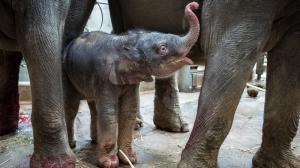 Photo: Miroslav Bobek, Prague Zoo