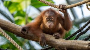 Orangutan sumaterský. Foto Oliver Le Que, Zoo Praha