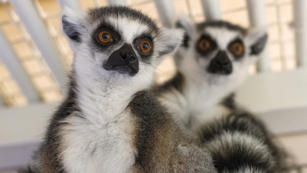 Samičky lemura kata v zázemí. Foto: Petr Hamerník, Zoo Praha