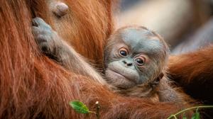 Sameček narozený 2. května v Zoo Praha je vnukem slavného Kamy, který se narodil jako úplně první orangutan nejen v Praze, ale v celé historii českých zoologických zahrad. Foto Miroslav Bobek, Zoo Praha