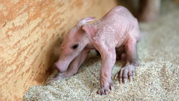 V Zoo Praha se narodilo dlouho očekávané mládě hrabáče kapského. Foto: Petr Hamerník, Zoo Praha