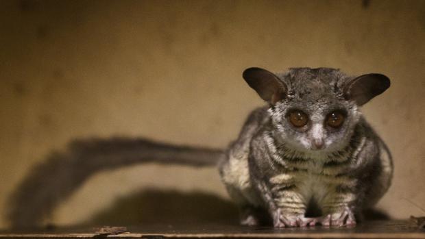 Komba jižní je chovatelská rarita. Zoo Praha pro ně vede Evropskou plemennou knihu. Foto: Tomáš Adamec, Zoo Praha