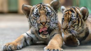 Mláďatům tygra malajského v Zoo Praha bude v neděli předáno pět olympijských kruhů. Foto: Petr Hamerník, Zoo Praha
