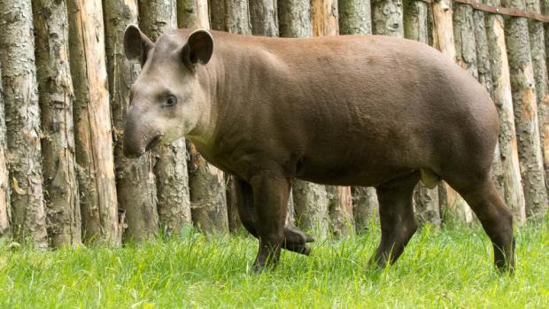 Tapír jihoamerický Toby oslaví ve čtvrtek 19. května své první narozeniny. Petr Hamerník, Zoo Praha