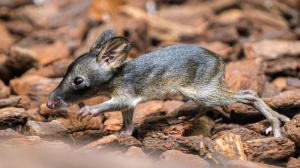 Mládě klokánka krysího obývá spolu se svými rodiči expoziční celek Darwinův kráter. V jeho domovině na východě Austrálie ohrožují tohoto vačnatce zejména invazivní druhy zvířat i stále častější požáry. Foto Petr Hamerník, Zoo Praha