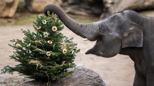 Na nadílku u zvířat se mohou návštěvníci Zoo Praha těšit mezi 27. a 30. prosincem. Neprodané vánoční stromky udělají radost gorilám, žirafám, papouškům i slůňatům. Foto Petr Hamerník, Zoo Praha