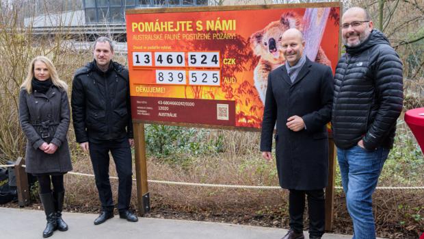 Prostřednictvím veřejné sbírky, kterou Zoo Praha vyhlásila v pondělí 6. ledna večer, se do toho pátku vybralo již neuvěřitelných 13 460 524 korun. Aktuální částku zoo vyobrazila na speciálním panelu u Rezervace Bororo. Zleva: honorární konzulka Austrálie Jana Kvasnicová, primátor hl. m. Prahy Zdeněk Hřib, náměstek primátora Petr Hlubuček a ředitel Zoo Praha Miroslav Bobek. Foto: Petr Hamerník, Zoo Praha