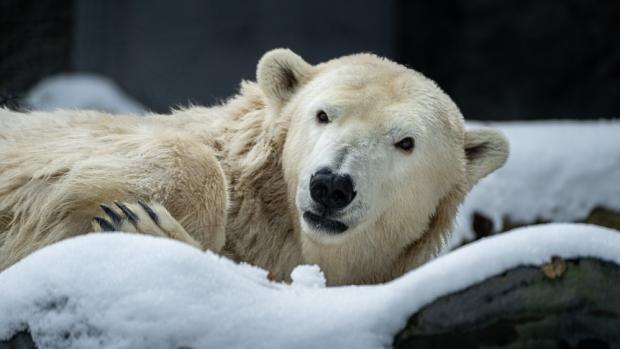 Samice medvěda ledního Berta na snímku ze své poslední zimy v Zoo Praha. Foto: Oliver Le Que, Zoo Praha