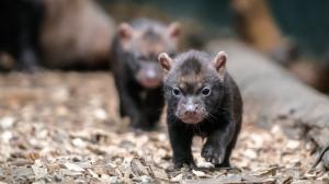 V Zoo Praha jsou k vidění další mimořádná mláďata. Štěňata psů pralesních se narodila 7. dubna. Foto: Petr Hamerník, Zoo Praha