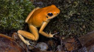 Pralesnička strašná Orange (Phyllobates terribilis Orange) je nejjedovatějším druhem žáby na světě. I ta je v Zoo Praha k vidění na výstavě Šípové žáby. Foto: Vít Lukáš, Zoo Praha
