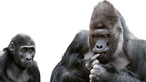 Richard and Nuru – Western Lowland Gorillas. Source: Archives Prague Zoo