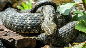 Foto: Petr Velenský, Zoo Praha