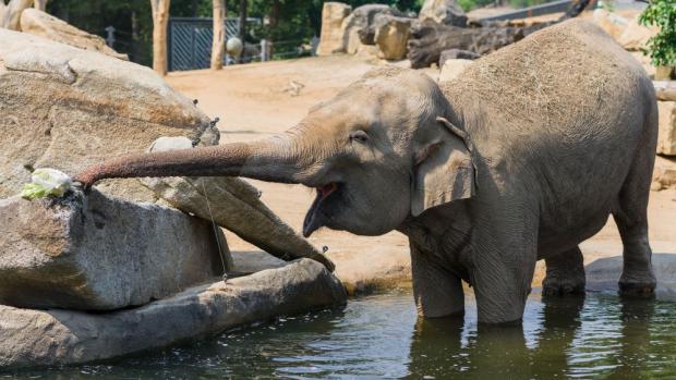 Slonice si mimořádnou nadílku dobrot opravdu vychutnaly. Foto: Petr Hamerník, Zoo Praha