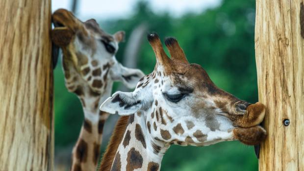 Žirafy Rothschildovy. Foto: Petr Hamerník, Zoo Praha