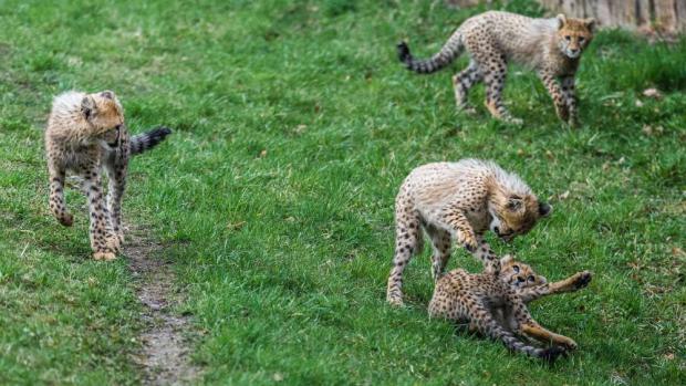 Návštěvníci opět uvidí gepardí rodinku na vlastní oči. Foto: Petr Hamerník, Zoo Praha