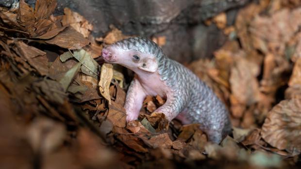 Malá samička luskouna krátkoocasého je nejlépe k vidění hned po otevření Zoo Praha, tedy po 9. hodině ranní, v noční expozici Indonéské džungle. Mezi 9. a 11. je totiž v nokturnu ještě denní světlo. Foto Oliver Le Que, Zoo Praha