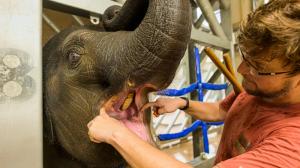 Vrchní chovatel Martin Kristen při kontrole tlamy sloní samičky Lakuny. Foto Petr Hamerník, Zoo Praha