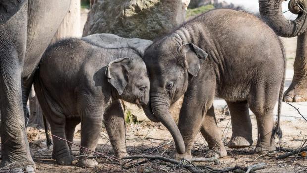 Slůňata Max (vpravo) a Rudi dovádějí ve výběhu. Foto: Petr Hamerník, Zoo Praha