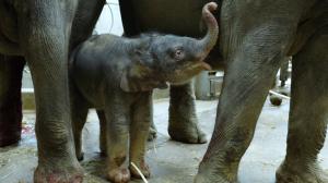 Foto: Miroslav Bobek, Zoo Praha