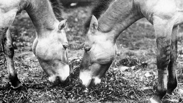 Ali and Minka became the basis of the breeding programme at Prague Zoo in 1932. Photo: Prague Zoo Archive 