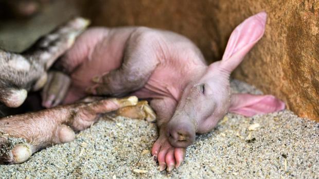 Ode dneška mohou návštěvníci Zoo Praha vidět mládě hrabáče kapského, které se narodilo 22. dubna. Foto: Petr Hamerník, Zoo Praha