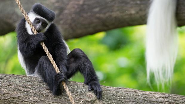 Colobus Guereza - baby, photo: Tomáš Adamec, Prague Zoo
