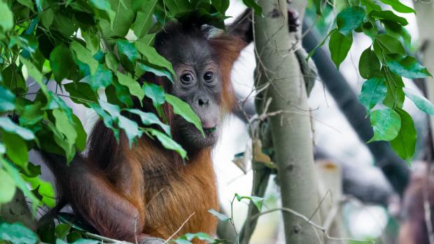 Mezinárodní den orangutanů v Zoo Praha. Foto: Petr Hamerník, Zoo Praha