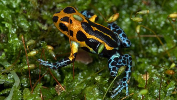 Nejmenší šípovou žábou na výstavě v Zoo Praha bude Ranitomeya imitator Varadero, která svým zbarvením imituje jedovatější amazonicu.Foto: Vít Lukáš, Zoo Praha.