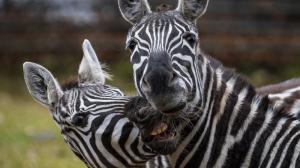 Foto: Petr Hamerník, Zoo Praha