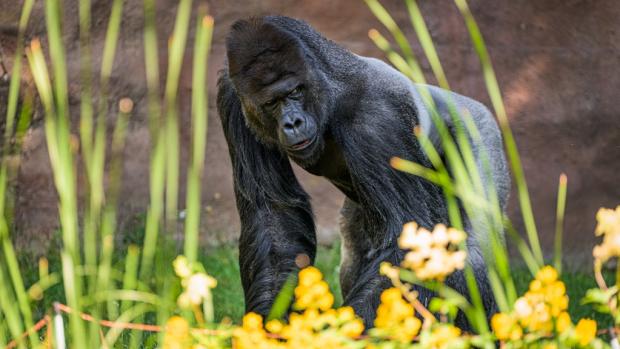 Gorilí samec Richard (na snímku) obývá pavilon v dolní části zoo se svými syny Kiburim a Nuruem. Foto: Petr Hamerník, Zoo Praha