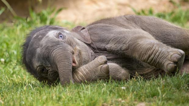 Mladší Amalee přišla na svět 9. května a její denní přírůstek je okolo 1,4 kg. Přestože obě samičky dělí šest týdnů, aktuální váhu mají zcela shodnou. Foto: Petr Hamerník, Zoo Praha.